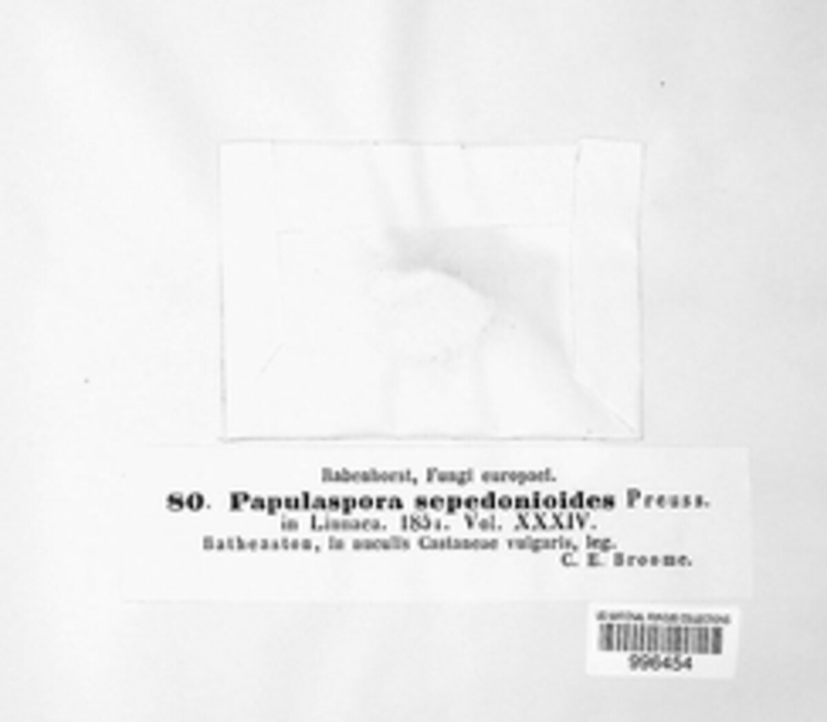 Microthecium sepedonioides image